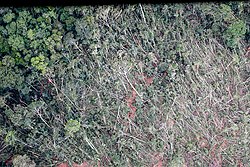 A forest in Ucayali Province, flattened by the 2019 Peru earthquake. Terremoto de Loreto de 2019.jpg