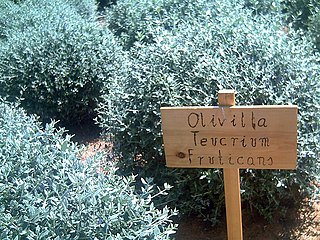 Teucrium fruticans (Olivilla).