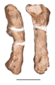 Holotype femur and tibia of Teyuwasu barberenai BSPG AS XXV 53. (Staurikosaurus pricei)