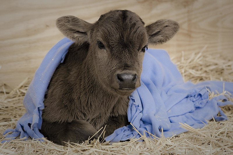 File:The Gentle Barn rescued calf 1 (5570266270).jpg