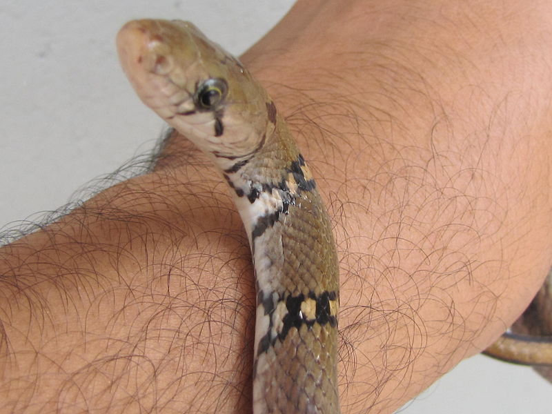 File:The Montane Trinket Snake (Coelognathus helena monticollaris) 03.JPG