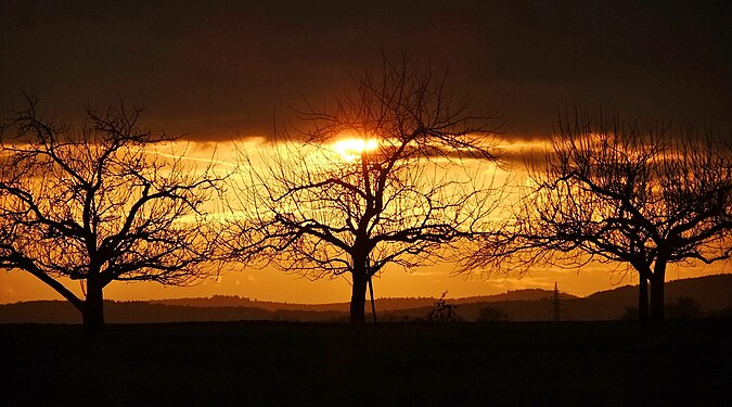 The setting sun illuminates trees bevor the nightfall