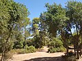 The sight of the trees in the Um Safa forest.jpg