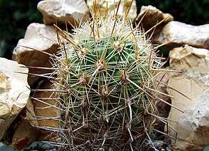 Thelocactus hastifer.jpg