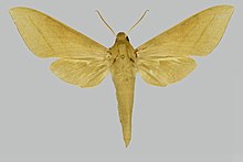 Theretra tessmanni, laki-laki, upperside. Cameroon.jpg