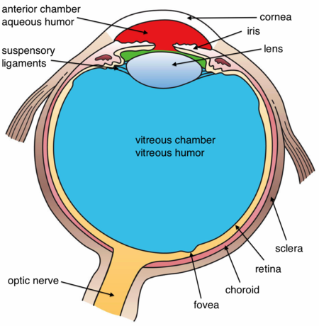 ไฟล์:Three_Internal_chambers_of_the_Eye.png