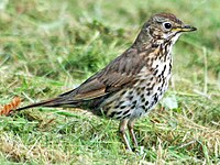 Thrush, Song Turdus philomelos