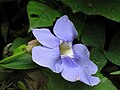 A flower from Koovery, Kannur