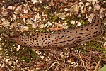 Thumbnail for File:Tigerschnegel Limax maximus.jpg