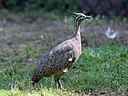 Tinamou, Elegant-crested2.jpg