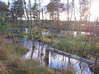 Tiste Bauernmoor nature reserve in Lower Saxony, Germany