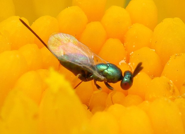 Family Torymidae (unidentified)