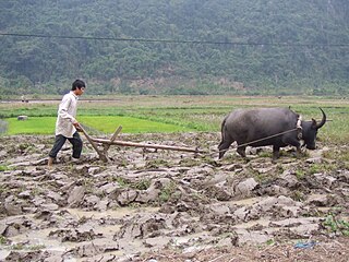 kien-giang-ha-huy-ha