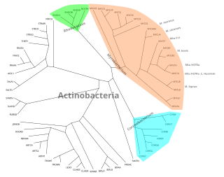 Unrooted binary tree