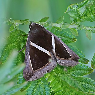 <i>Chalciope mygdon</i> Species of moth