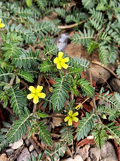 <i>Tribulus terrestris</i> Species of flowering plant