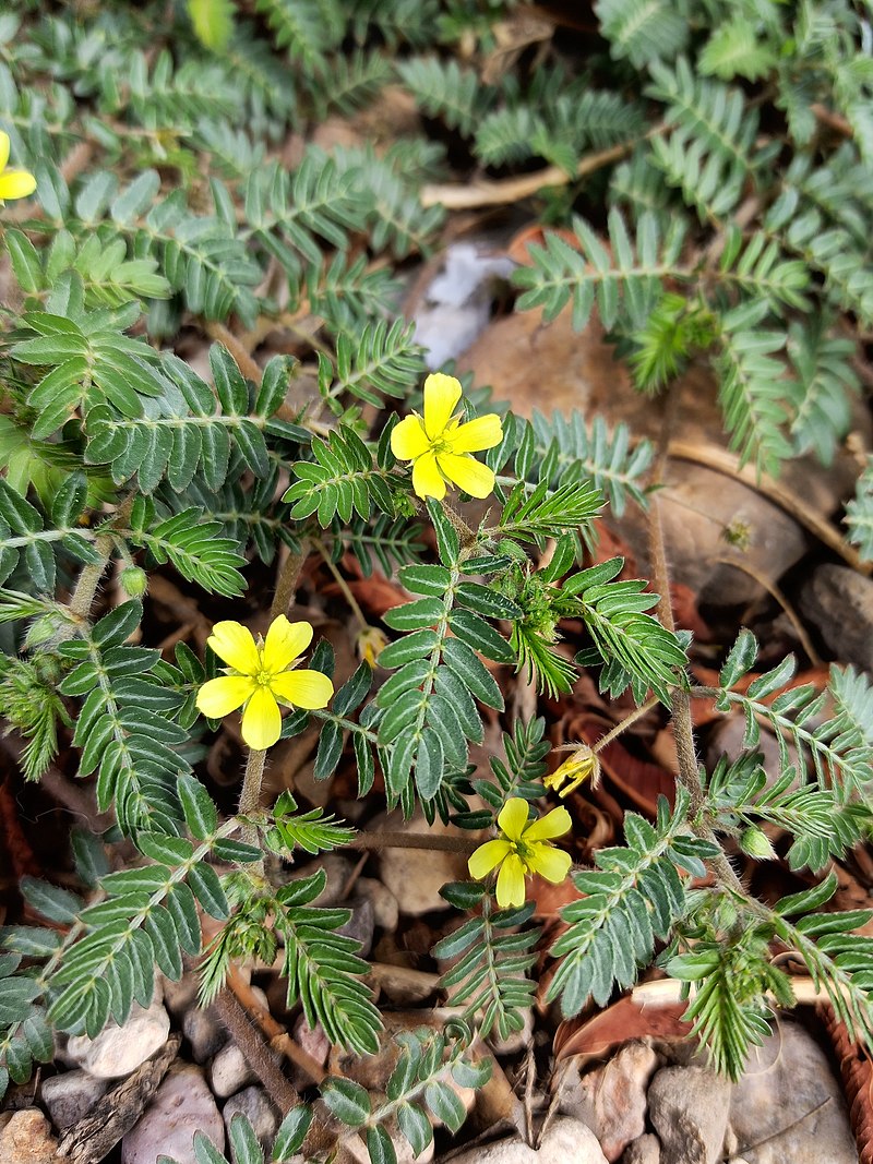 Tribulus terrestris - Wikipedia