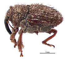 Trichosirocalus horridus lateral.jpg