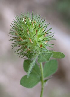 <i>Trifolium lappaceum</i> Species of plant