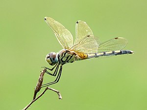 Long-legged Marsh Glider Trithemis pallidinervis female