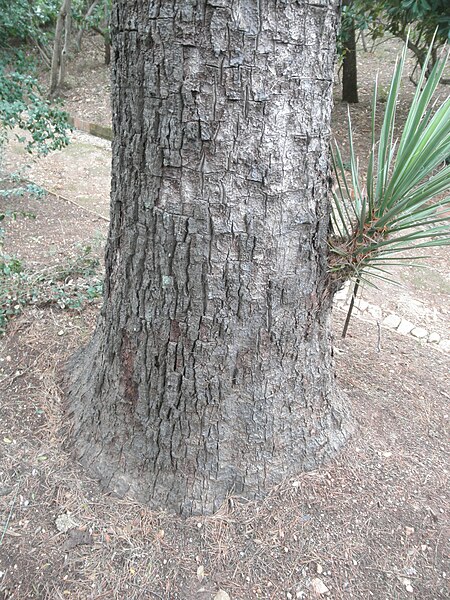 File:Tronc de Yucca filifera.JPG