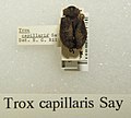 Trox capillaris