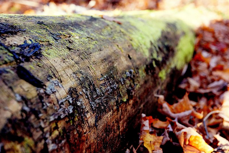 File:Trunk+leaves-DoF(byChloeBenko-Prieur).jpg