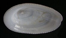 Tugali elegans (inside).JPG