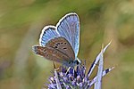 Polyommatus dorylas – Männchen