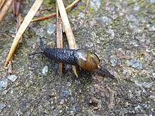 Unidentified Vitrinidae Quaras 03.jpg