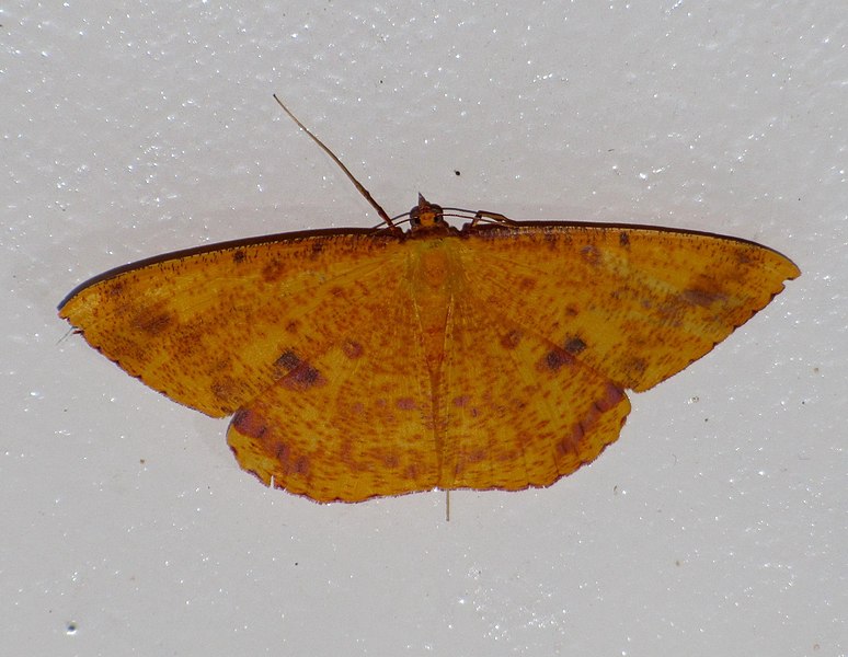 File:Unidentified moth 6428.jpg