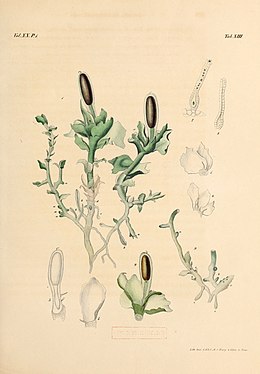 Haplomitrium hookeri