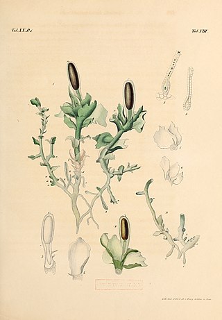 <i>Haplomitrium</i> Genus of liverworts