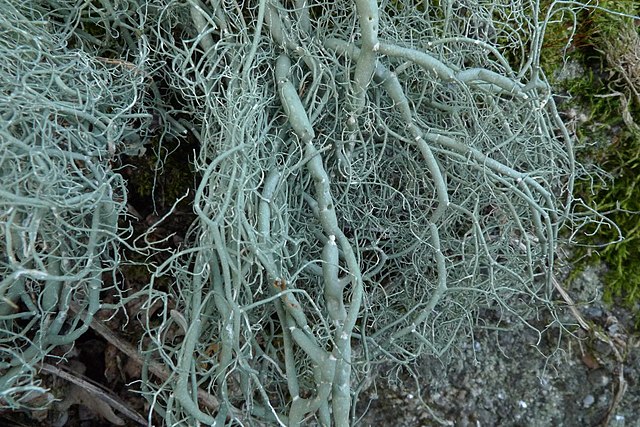 Description de l'image Usnea articulata Jymm.jpg.