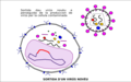 VIU - Sortida d'un virüs VIU en fòra d'un linfocit contaminat.png