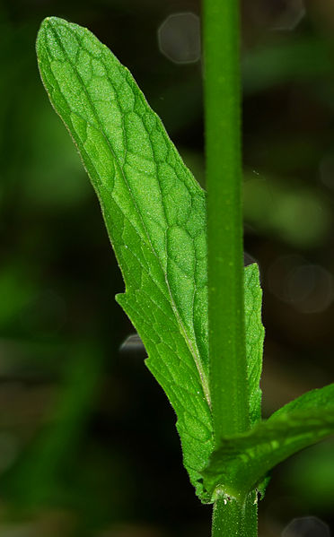 File:Valeriana simplicifolia - leaf.jpg