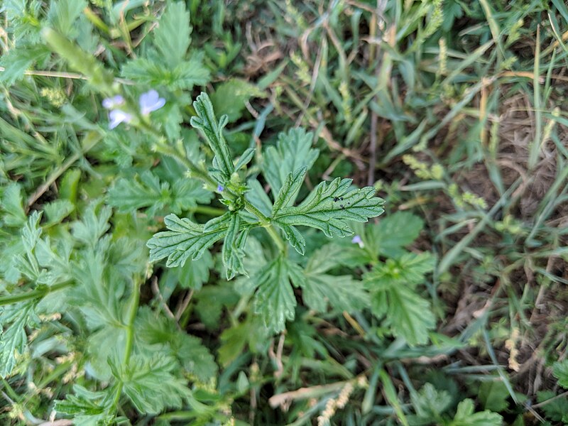 File:Verbena officinalis-IMG 20180811 184854.jpg