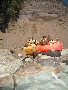 Vespa crabro Hymenoptera 026.JPG