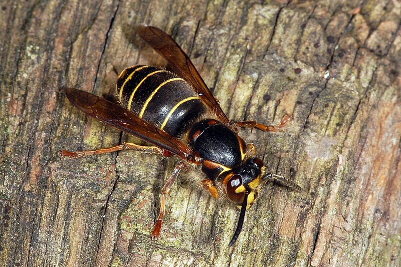 File:Vespula fg01.jpg