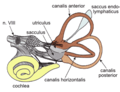 Thumbnail for Vestibular rehabilitation