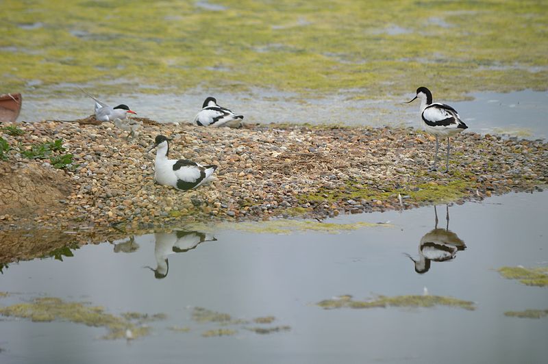 File:View from Blue House Farm bird hide 7.jpg