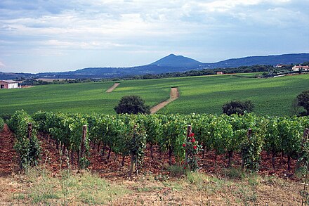 Sangiovese vineyards in the Val d'Orcia, Monte Amiata in the background.