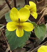 Viola orientalis