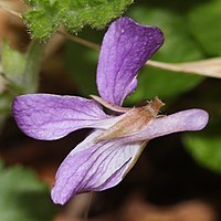 距は長く、萼片は披針形