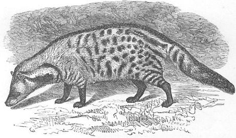 Large Indian civet