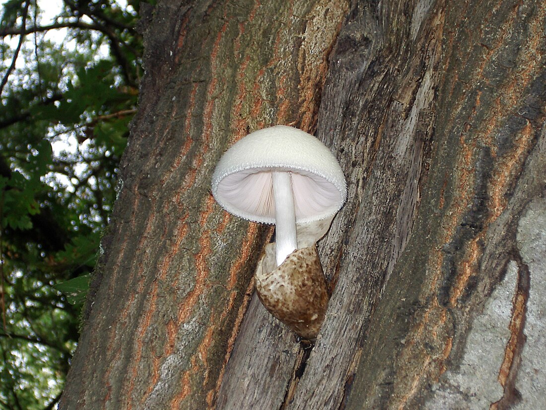 Volvariella