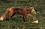 Seite 16: File:Vulpes_vulpes_with_prey.jpg Autor: Robin West (U.S. Fish and Wildlife Service employee) Lizenz: PD