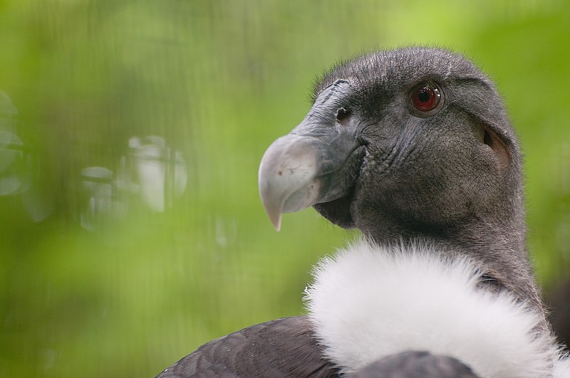 File:Vultur gryphus -Franklin Park Zoo, Massachusetts, USA -female-8a (2).jpg