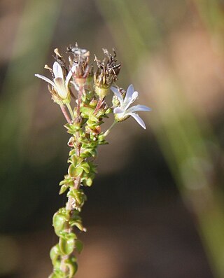 <i>Wahlenbergia tenella</i> Species of flowering plant