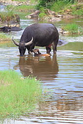 Buffel Wikipedia